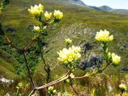 Aulax umbellata male flowers