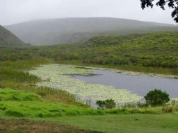 Fynbos Retreat in the rain