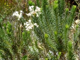 Gnidia pinifolia in the Kogelberg