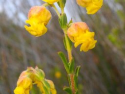 Hermannia concinnifolia