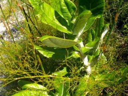Hermas villosa leaves