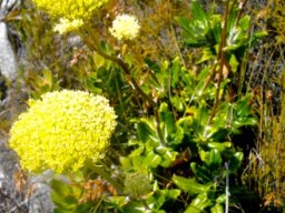 Hermas villosa