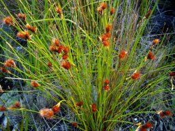 Hypodiscus aristatus, a male plant
