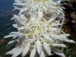 Lachnaea filamentosa 