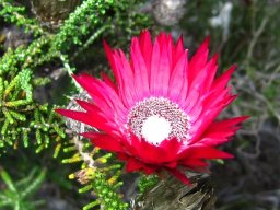 Phaenocoma prolifera flowerhead