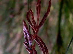 Restio sieberi male florets