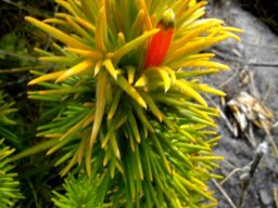 Retzia capensis stem-tip leaves