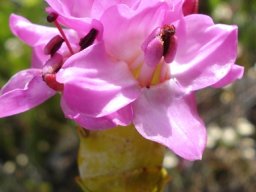 Saltera sarcocolla anthers