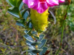 Saltera sarcocolla flowers