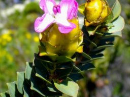 Saltera sarcocolla flower