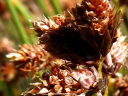 Staberoha aemula male inflorescence