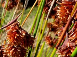 Staberoha banksii pendulous spikelets, rigid culms