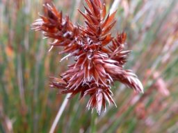 Thamnochortus pluristachyus female spikelets