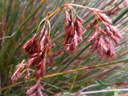 Thamnochortus pluristachyus