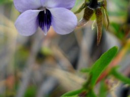 Viola decumbens