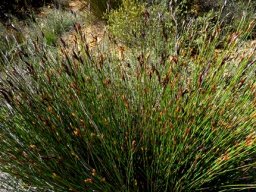 Willdenowia glomerata 
