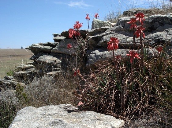 Aloe chortolirioides var. woolliana