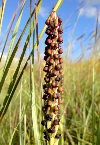 Pterygodium nigrescens, one of many grassland orchids