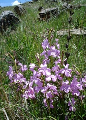 Cycnium racemosum