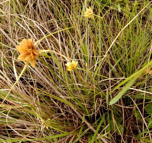 Cyperus obtusiflorus var. flavissimus