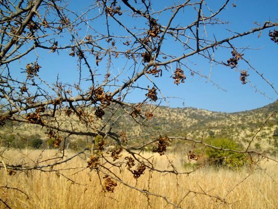 Dichrostachys cinerea in the Pilanesberg