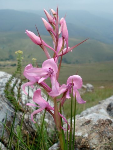 Disa amoena