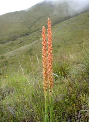 Disa chrysostachya 