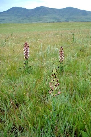 Disa cooperi in summer grass after rain