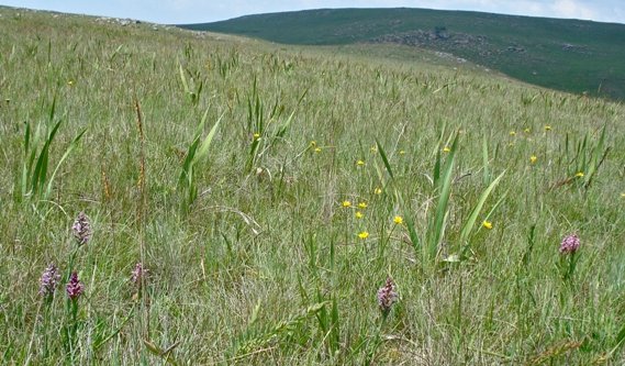 Disa stachyoides 