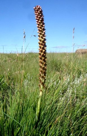 Disa versicolor where soil erosion is low