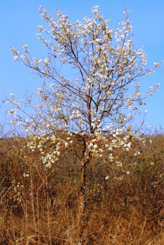 Dombeya rotundifolia in grassland
