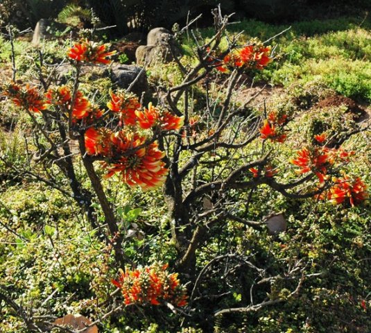 Erythrina acanthocarpa
