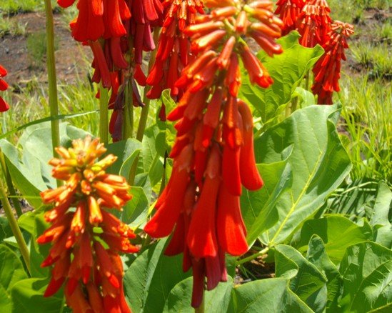 Erythrina zeyheri flower