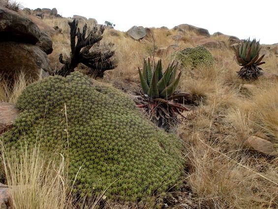Euphorbia pulvinata keeping interesting company
