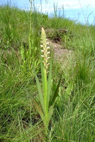 Gladiolus sericeovillosus subsp. sericeovillosus