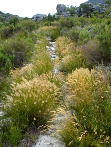 Grass leading recovery