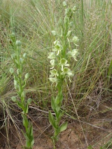 Habenaria epipactidea in summer