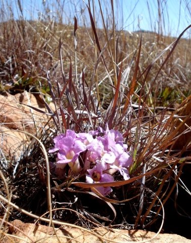 Harveya pumila, an inkflower