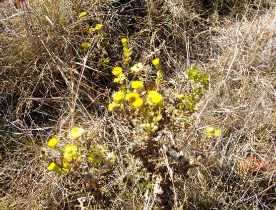 Helichrysum setosum flowering in winter