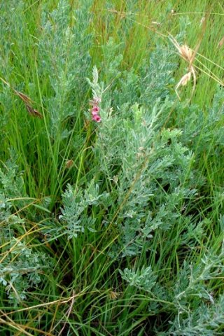 Indigofera hilaris adding a little colour
