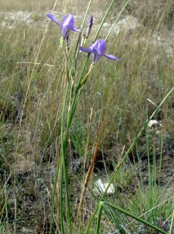 Moraea polystachya