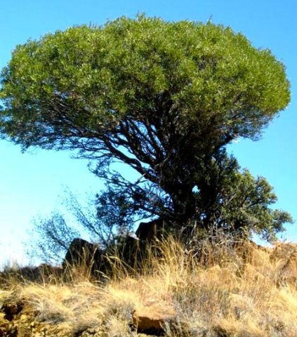 Olea europaea subsp. africana