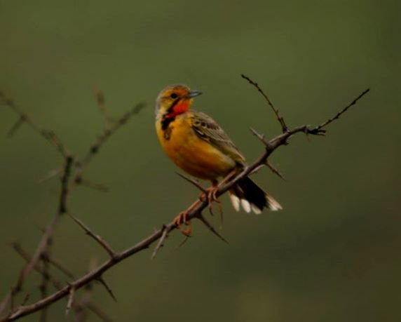 Orangethroated longclaw