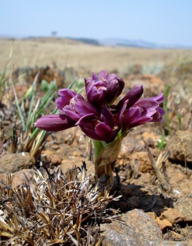 Orthochilus vinosus 