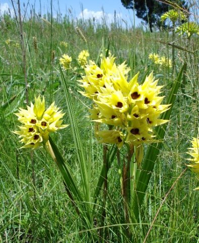 Orthochilus welwitschii