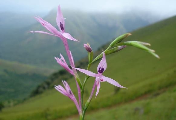 Radinosiphon leptostachya flower spike