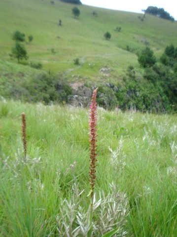 Satyrium neglectum