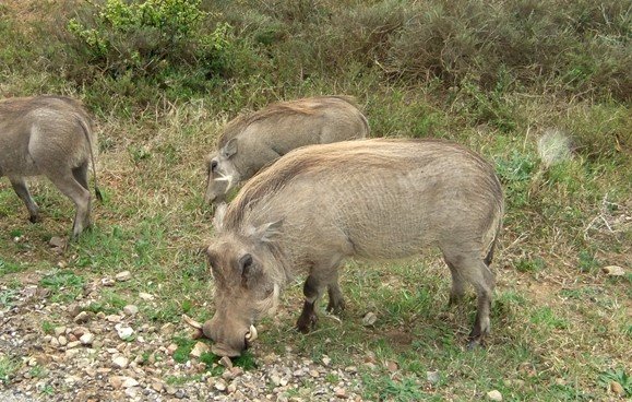 Warthog 