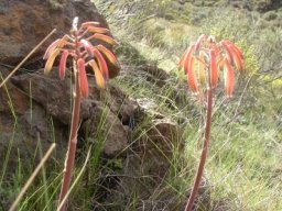 Aristaloe aristata flowering in Lesotho montane grassland