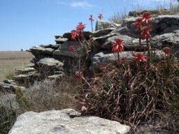 Aloe chortolirioides var. woolliana